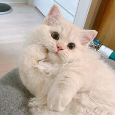 Nguyễn Thị Ngọc avatar